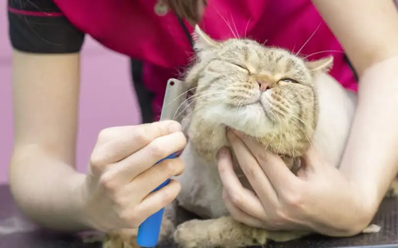 ULPS-Cat-grooming